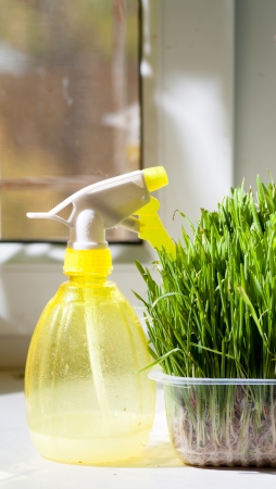 vertical shot - grass in container and yellow sprayer on the windowsill closeup indoorsの写真素材