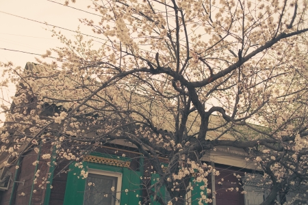 cherry blossom against old wooden housの写真素材