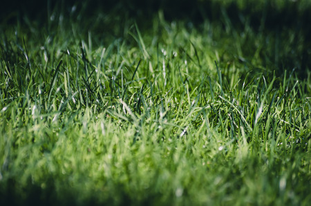 Green grass background vignette imageの写真素材