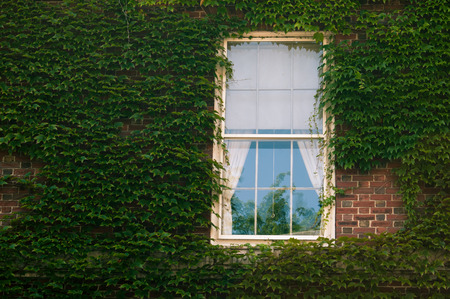 Ivy on wall with window outdoor image