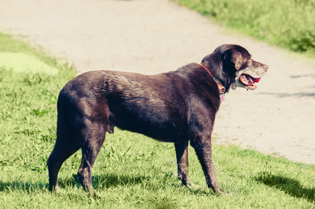 Dogs standing  outdoor colorized image