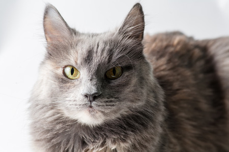 Very serious gray cat looking at camera on white 