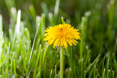 One young yellow dandellion in fresh grass backlit macro shotの写真素材