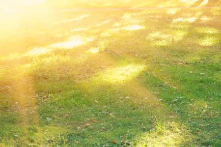 Summer time joy. Sunlight in the green field, spring time.の写真素材