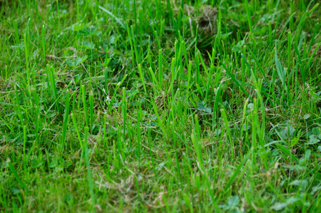 Green grass closeup 