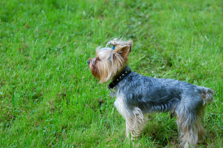 Toy terrier standing in alert state on green grass.の写真素材