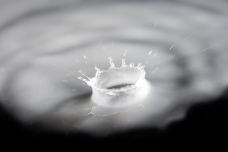 Crown of milk drops. Macro shot of milk splash on black .