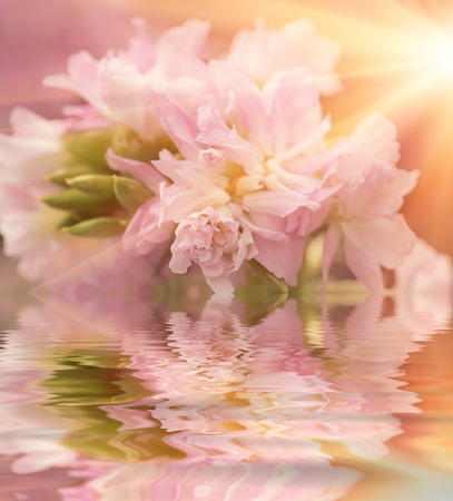 Beautiful flower is in the rays of light, blured and colored reflection in water.の写真素材
