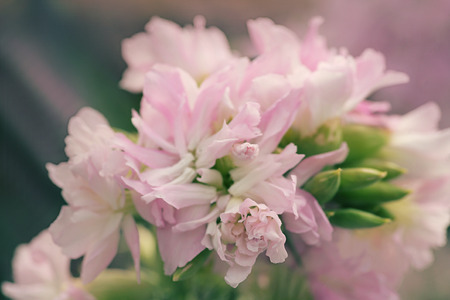 Violet tropical flowers outdoors macro shot colorized and blurred.の写真素材