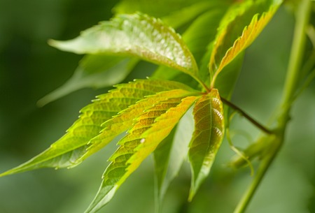 Macro shot of a fresh green ivy leaves.の写真素材