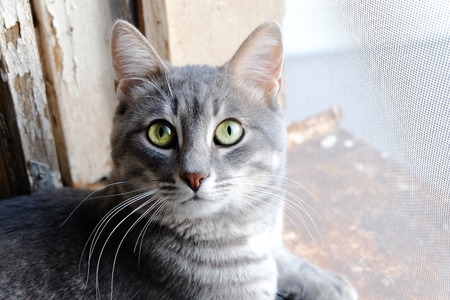 Tom cat on window sill looking at camera.