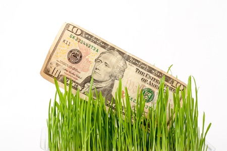 Growing dollar. The vegetation of 50 dollar bill on the green grass on whiteの写真素材