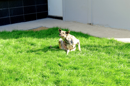 Homeless dog resting on green grass and itchingの写真素材