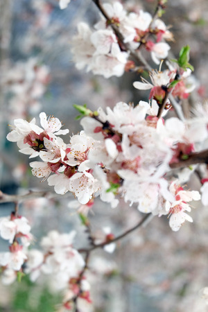 Fresh cherry blossom twigs closeup.の写真素材