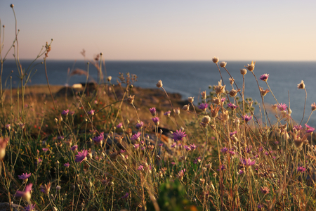 Horizon line and coast with dyed grass and small wild flowers Sea of Azov coast Crimean peninsulaの写真素材