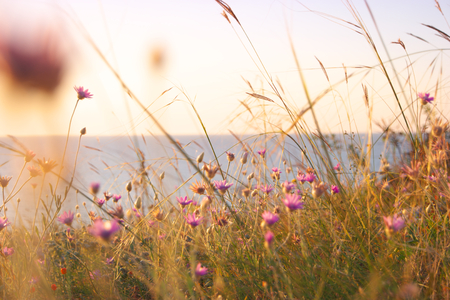 Dry grass and violet wildflowers near sea coastの写真素材