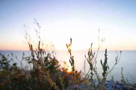 Silhouettes of dry grass against Sea of Azov horizon lineの写真素材