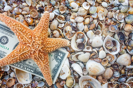 Seastar and dollar note on sea coast.