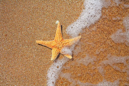 Seastar on the edge of water and sandy coast, copy space