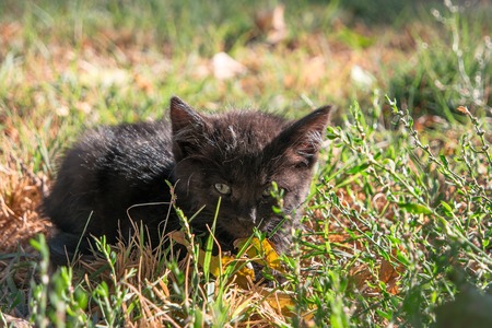 Little black kitty hiding in wild grass.の写真素材