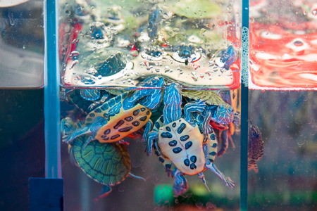 Many Water Turtles in Aquarium, Malaclemys terrapin. New Born Turtles swimming in glass boxの写真素材