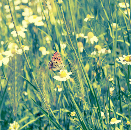 Red butterfly on the flowerの写真素材