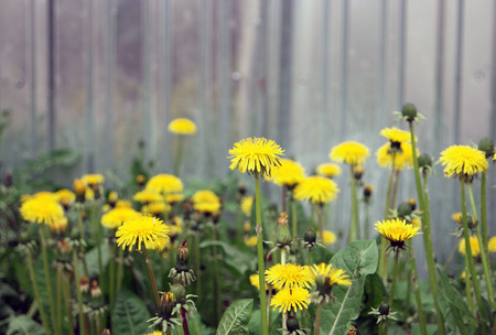 Yellow dandelions against fence with copyspaceの写真素材