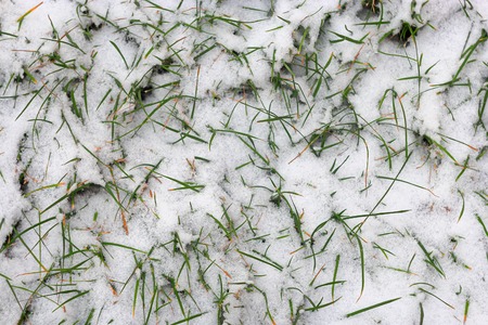 Fresh grass covered with snow from above view.の写真素材