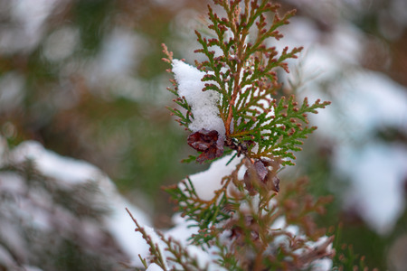 Fir evergreen tree covered with snow colorized toned image