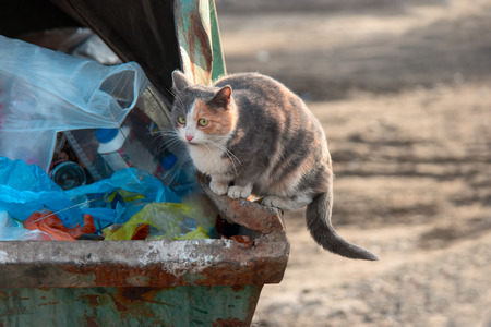 Homeless cat scavenging food on trash dumpster shot with copyspaceの写真素材