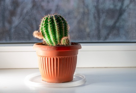 Small cactus on windowsill.の写真素材