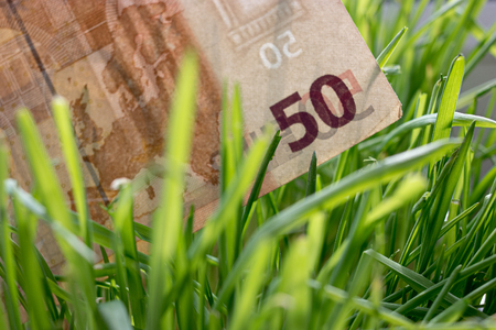 50 euro bill growing in the green grass, financial growth concept.