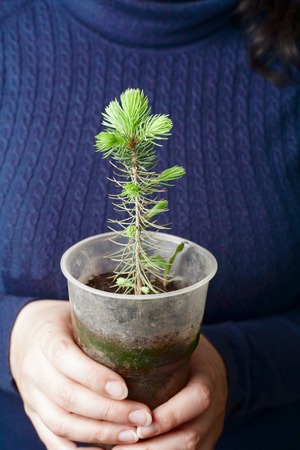 hands holding a small  tree in potの写真素材