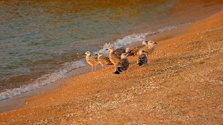 Seagulls On the Shore of the Sea Sunset Sun light.の写真素材