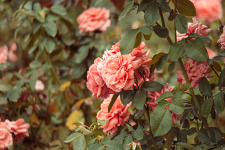 Beautiful roses garden. Rose flowers hiding in leaves. Vintage color.