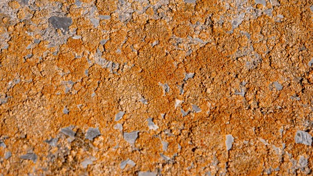 Dry Lichen on concrete wall