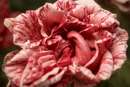 Dry pink-red rose in autumn garden top view. Flower in fall season sad autumn mood. Wilted rose flower closeup above view.の写真素材