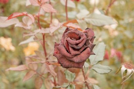 Dry Deep red rose in autumn garden. Lonely rose flower dying in fall, a lot of space for text. Selective focus. Vintage color. Wilted roses in autumn garden. Red roses is dying blooming season is overの写真素材