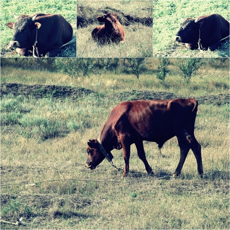 Cow eating a green grass, green grass on foreground and background, vintage color light effect added,selective focus.の写真素材