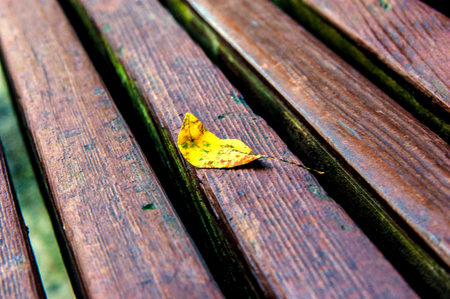 Autumn leaf on the wooden background of bench seat.