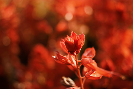 Red Wild Flower on a blurry background full of sunshine.の写真素材