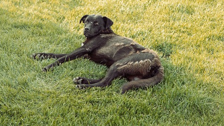 Cute homeless dog resting in green grass on a summer day, retro color.の写真素材