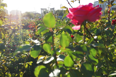 Rose garden view. Defocused foreground with red rose.の写真素材