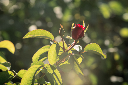 Small Young Flower of Red Rose on a Bush Backlit by Morning Sunshine, blurred background, vintage colorの写真素材