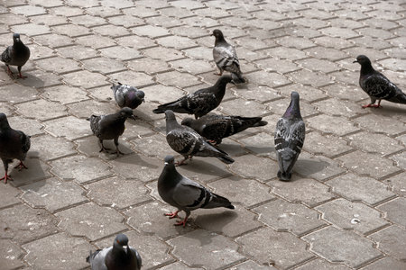 City pigeons standing on a pavement slabs in winter. Beautiful pigeon crowd close up, urban dove - bird of peaceの写真素材