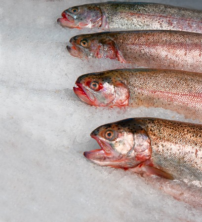 fresh Salmon Fish on Iceの写真素材