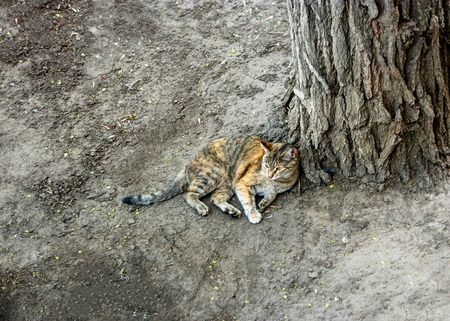 Cute calico cat resting on the ground from above view, a lot of space for textの写真素材