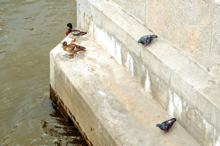 A group of city birds at sunrise on Moskow-river embankmentの写真素材