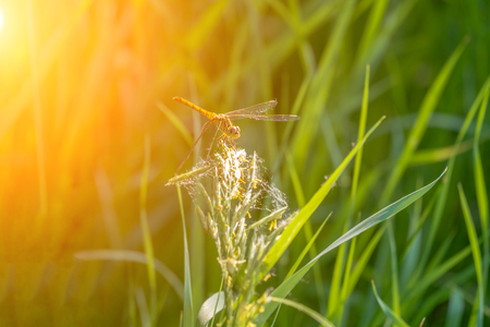 Dragonfly sitting on a blade of grass. Warm Sunset Glare, Selective focus, Copyspace.の写真素材