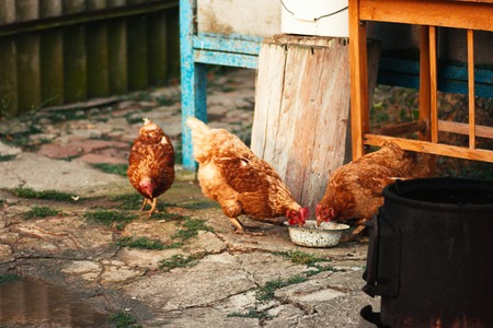 Threee free range hens pecking grain from bowl, organic farm conceptの写真素材